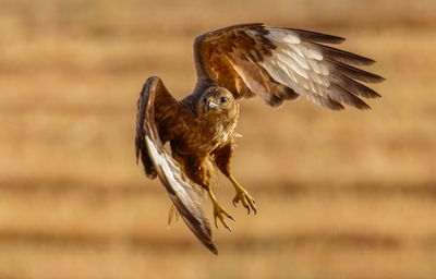 Common Buzzard