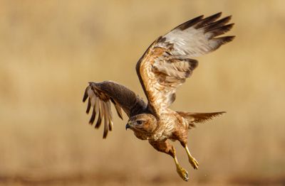Common Buzzard