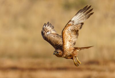 Common Buzzard