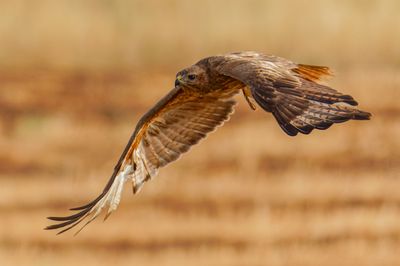 Common Buzzard עקב חורף/עקב מזרחי