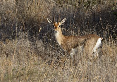 Gazella צבי ארץ ישראלי