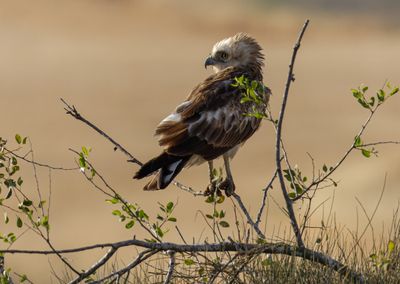 Short Toed Eagle 2024 -2025 חיוויאי