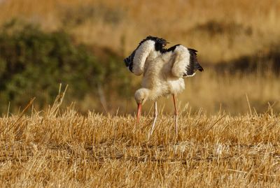 White Stork