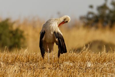 White Stork חסידה לבנה