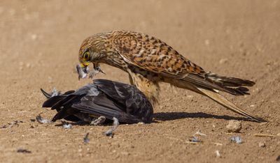 Common Kestrel