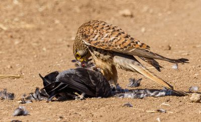 Common Kestrel