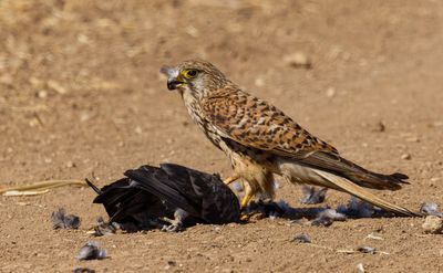 Common Kestrel