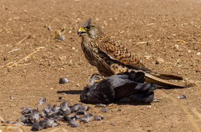 Common Kestrel