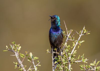 Palestine Sunbirds צופית בוהקת