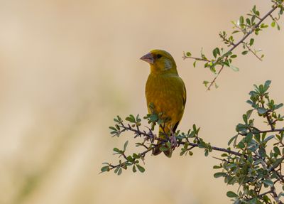Greenfinch (European) ירקון
