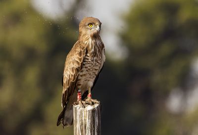Short Toed Eagle