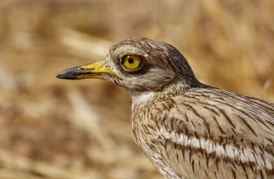 Stone curlew Burhinus oedicnemus כרוון מצוי
