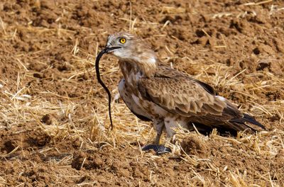 Short Toed Eagle