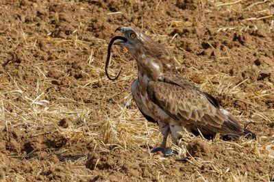 Short Toed Eagle