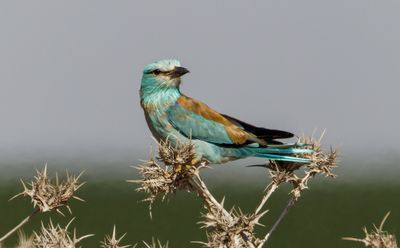 Roller