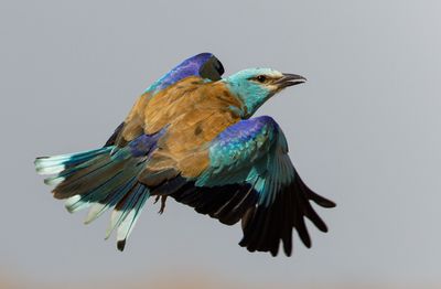 Roller (European) כחל