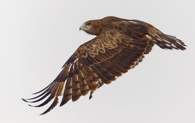 Short Toed Eagle