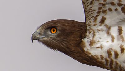 Short Toed Eagle 2024 -2025 חיוויאי