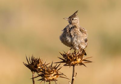 Crested Lark     עפרוני מצוייץ