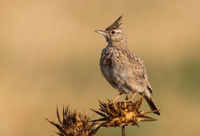 Crested Lark עפרוני מצוייץ