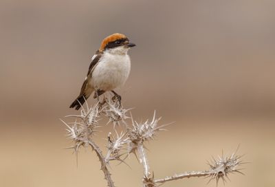 Woodchat Shrike