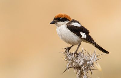 Woodchat Shrike