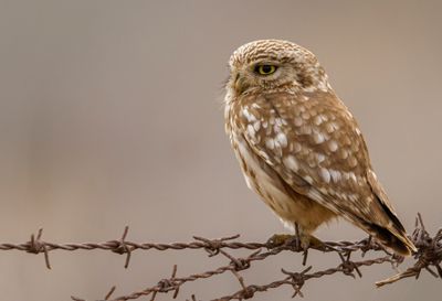Little Owl