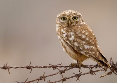 Little Owl