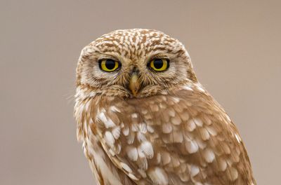 Little Owls 2021-2025 כוס החורבות