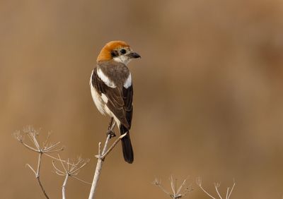 Woodchat Shrike