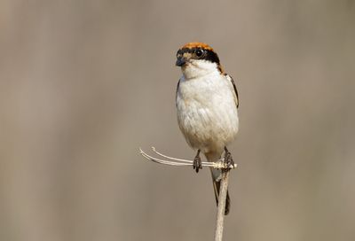 Woodchat Shrike