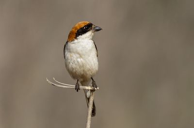 Woodchat Shrike
