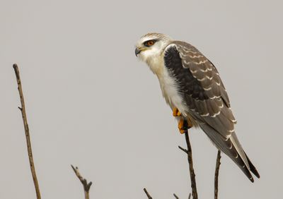 Black-winged kite דאה שחורת כתף