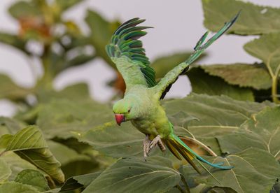 Rose-ringed Parakeet