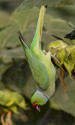 Rose-ringed Parakeet דררה מצוייה