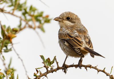 Woodchat Shrike