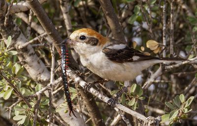 Woodchat Shrike