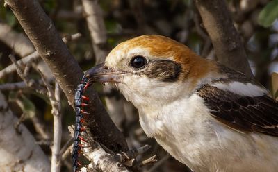 Woodchat Shrike   חנקן אדום ראש