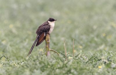 Great Spotted Cuckoo   קוקיה מצוייצת