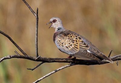 Turtle Dove