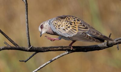 Turtle Dove