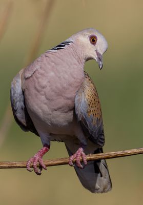 Turtle Dove              תור מצוי