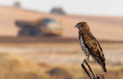 Short Toed Eagle