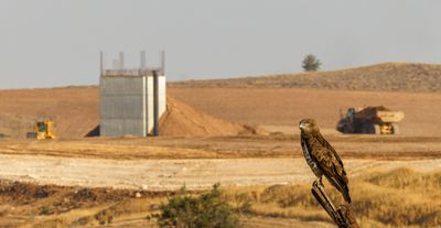 Short Toed Eagle 2024 -2025 חיוויאי