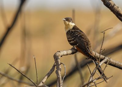 Great Spotted Cuckoo