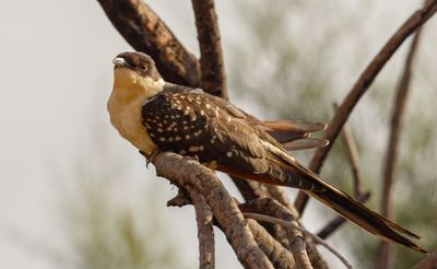 Great Spotted Cuckoo