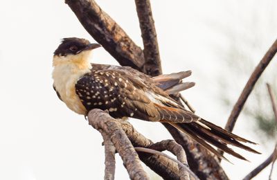 Great Spotted Cuckoo