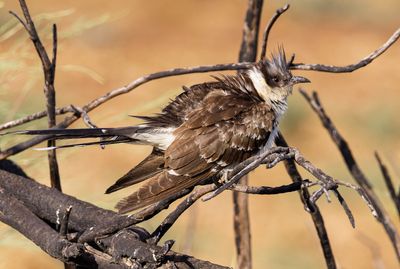 Great Spotted Cuckoo
