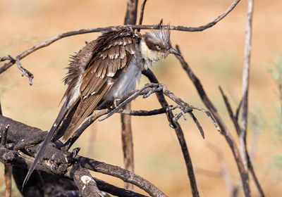Great Spotted Cuckoo