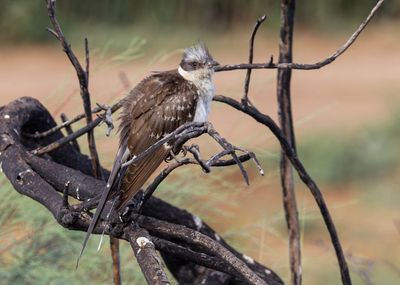 Great Spotted Cuckoo